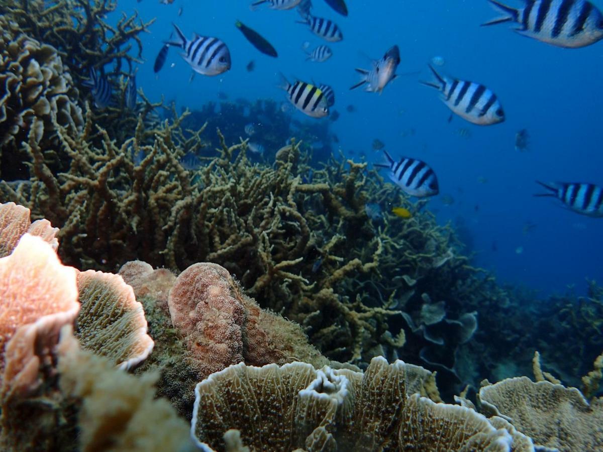 Blue Coral Homestay Karimunjawa Exteriér fotografie